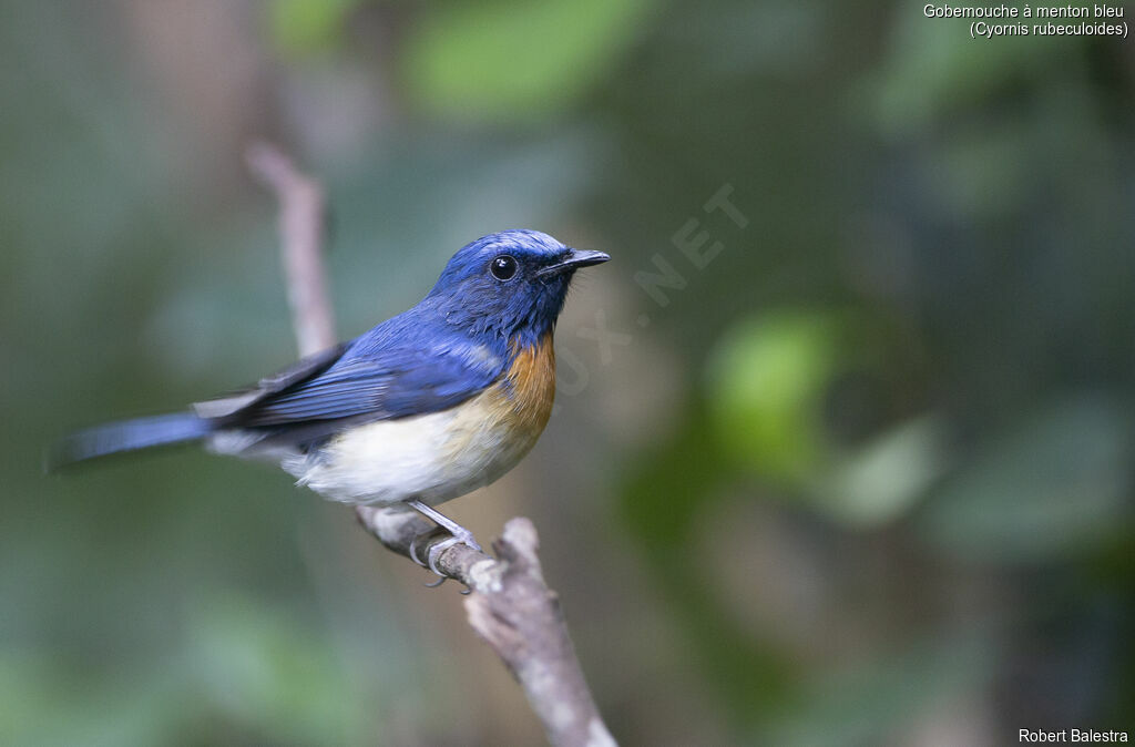 Gobemouche à menton bleu