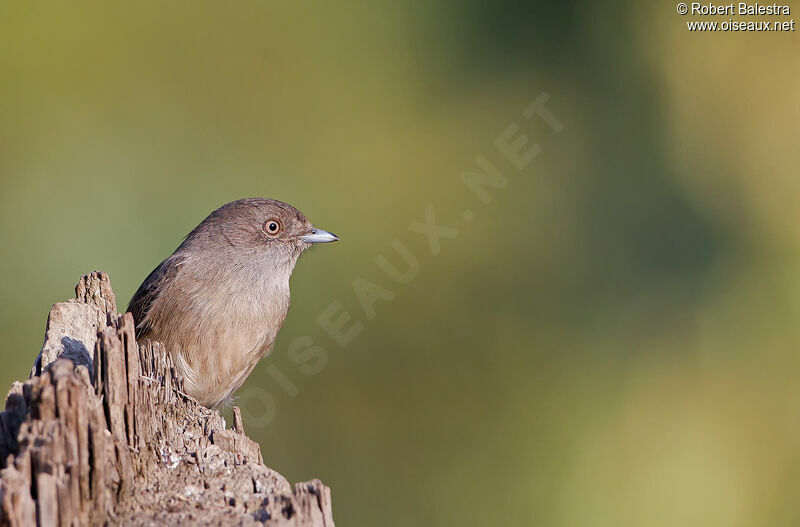 Abyssinian Slaty Flycatcher