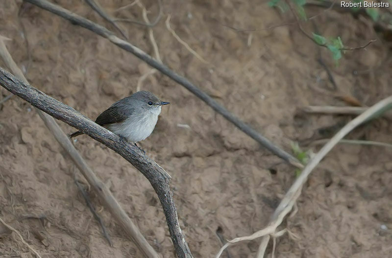 Swamp Flycatcher