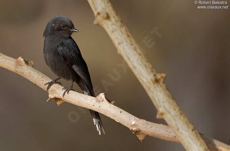 Northern Black Flycatcher