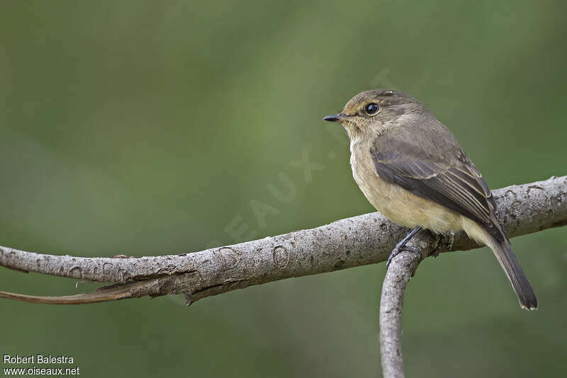African Dusky Flycatcheradult, identification