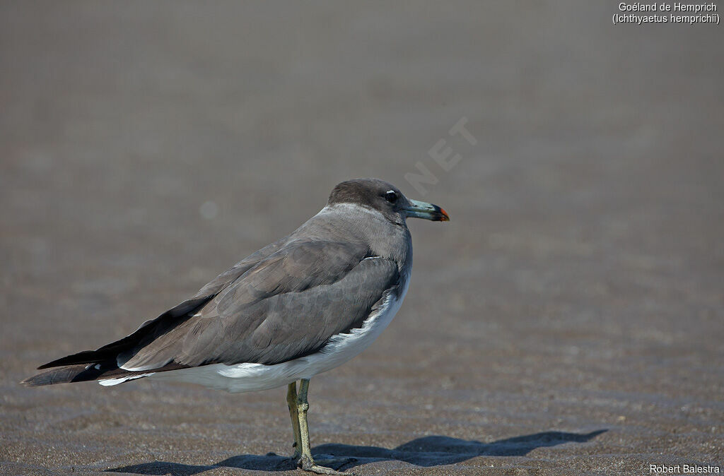 Sooty Gull