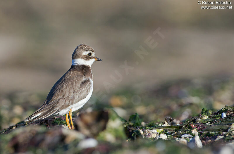 Common Ringed Ploverjuvenile