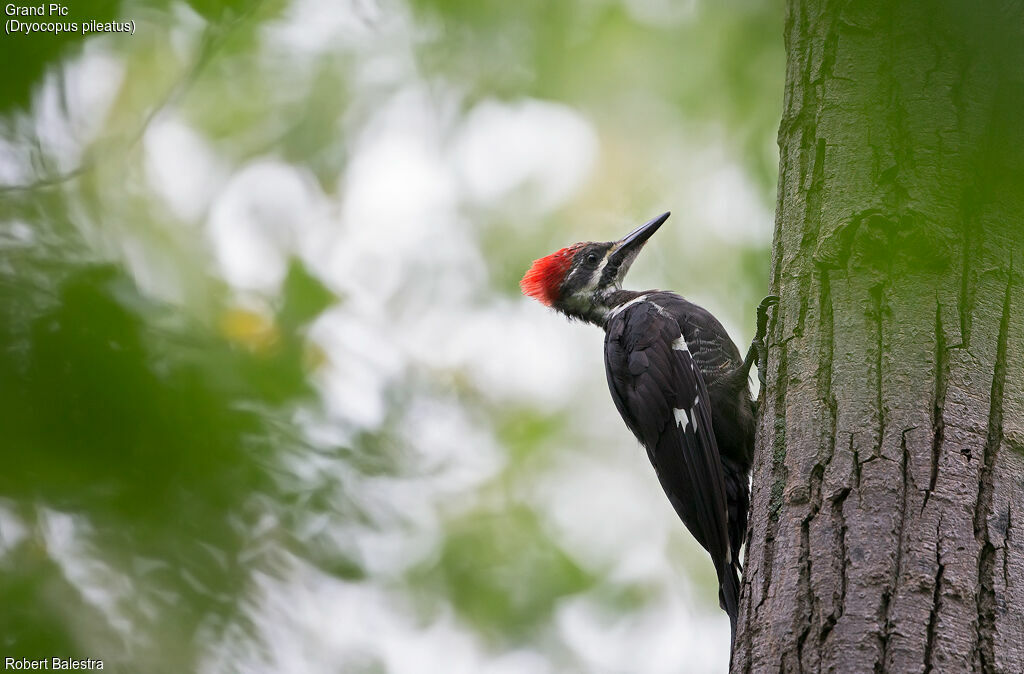 Pileated Woodpecker