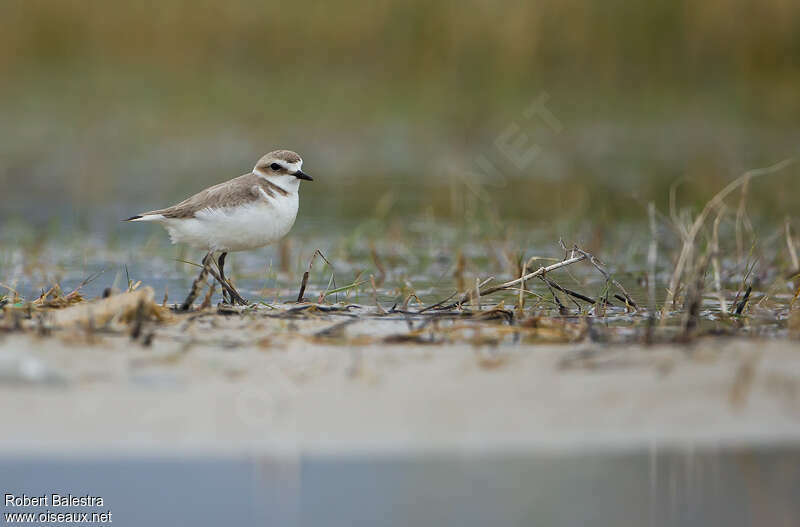 Kentish Plover female adult, habitat, walking