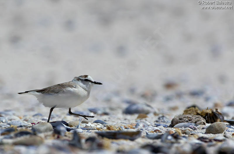 White-fronted Plover