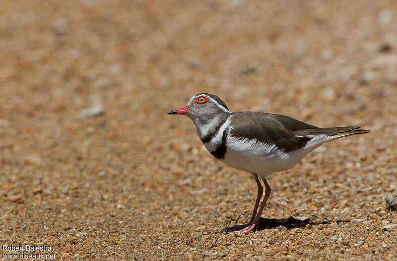 Three-banded Ploveradult, identification