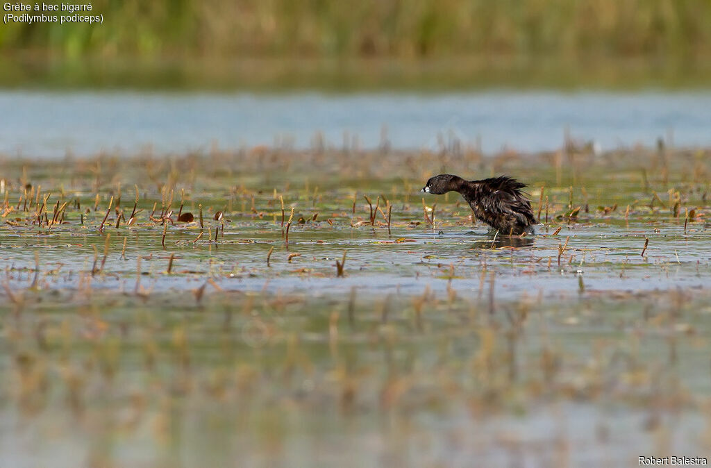 Pied-billed Grebe