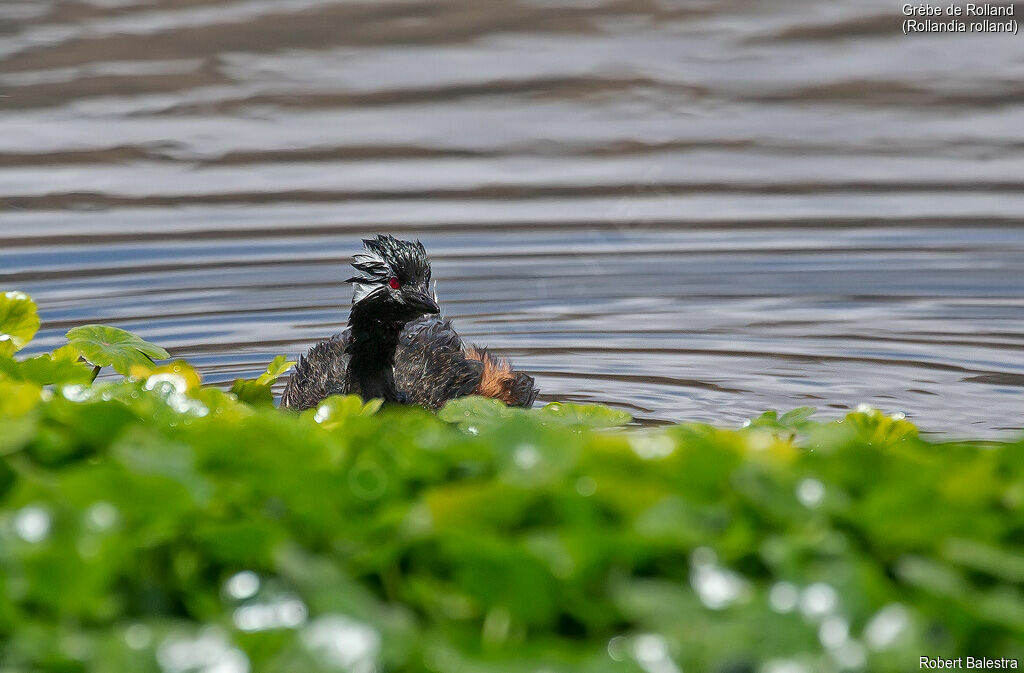 White-tufted Grebe