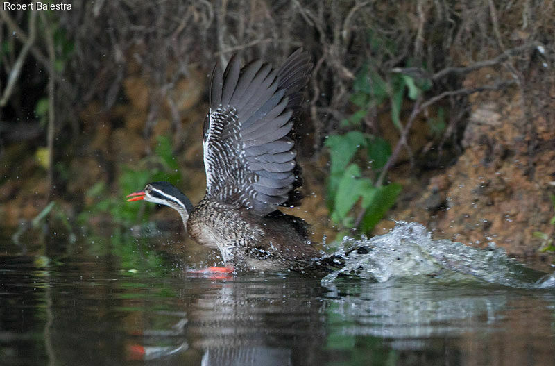 African Finfoot