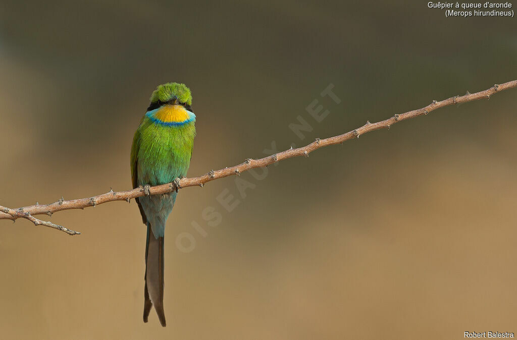 Swallow-tailed Bee-eater