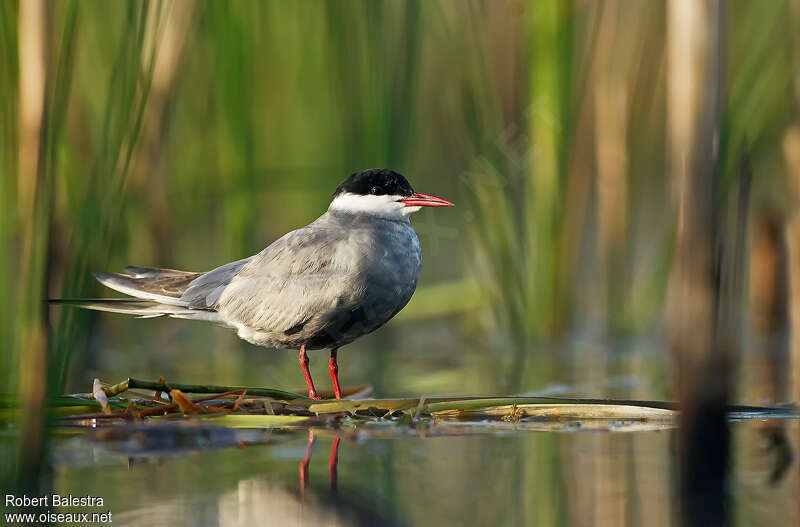 Guifette moustacadulte nuptial, identification