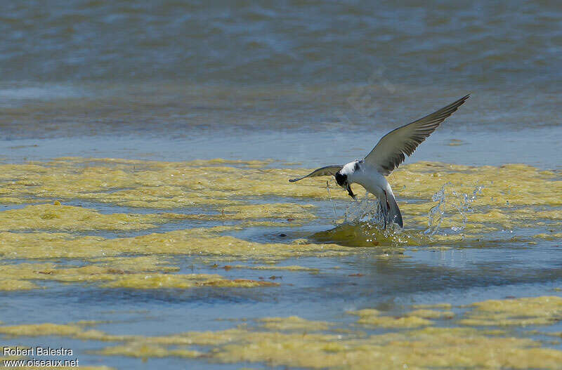 Guifette noireadulte internuptial, pêche/chasse