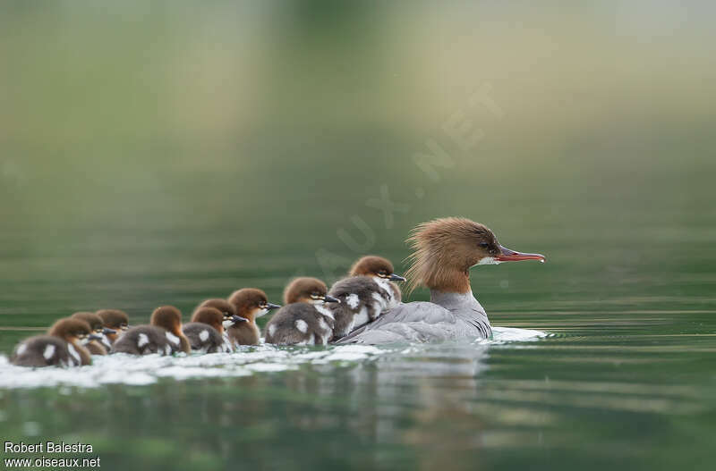 Common Merganser, swimming, Reproduction-nesting