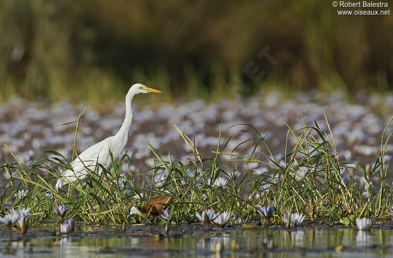 Yellow-billed Egret