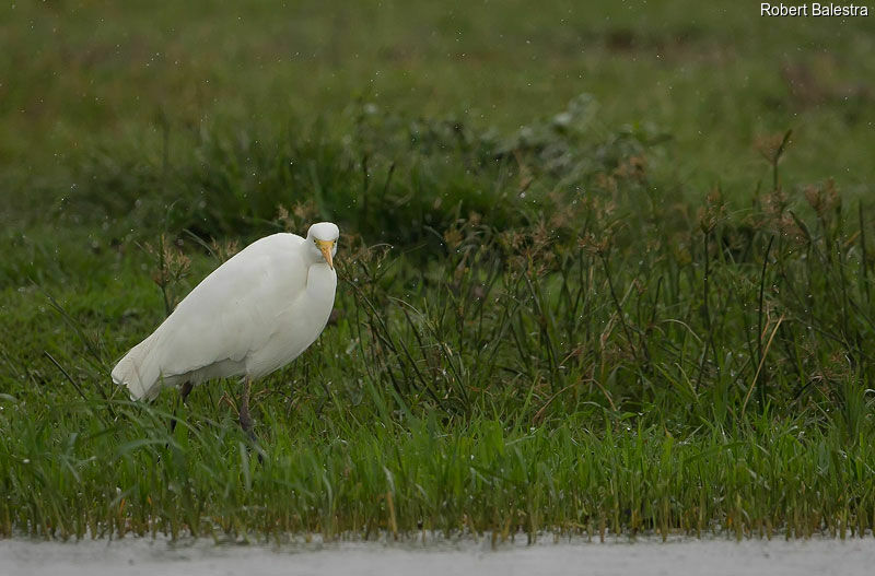 Yellow-billed Egret