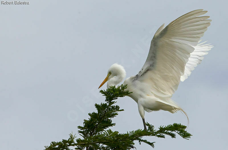Yellow-billed Egret