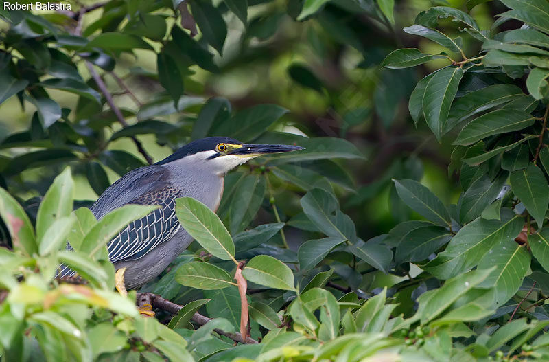 Little Heron