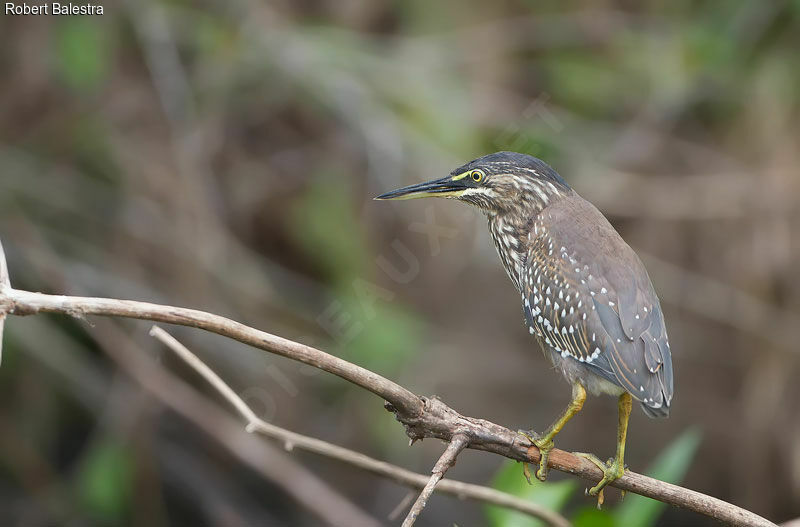 Little Heron
