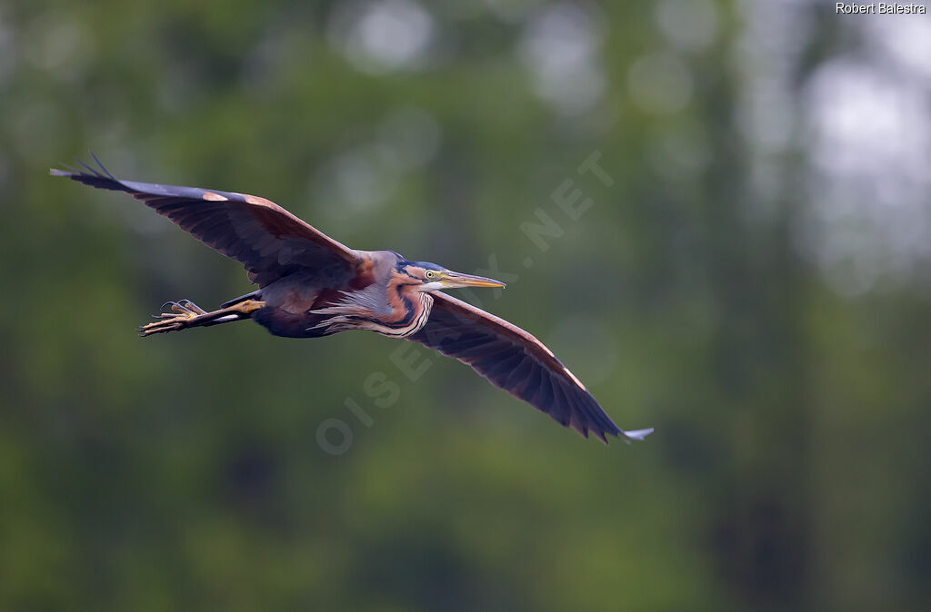 Purple Heron