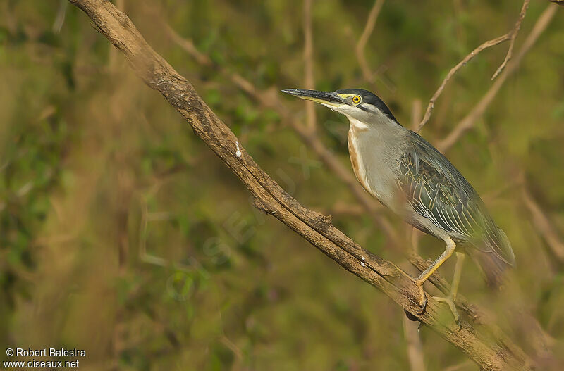 Striated Heron