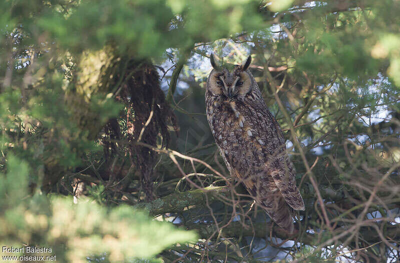 Long-eared Owladult, habitat, pigmentation