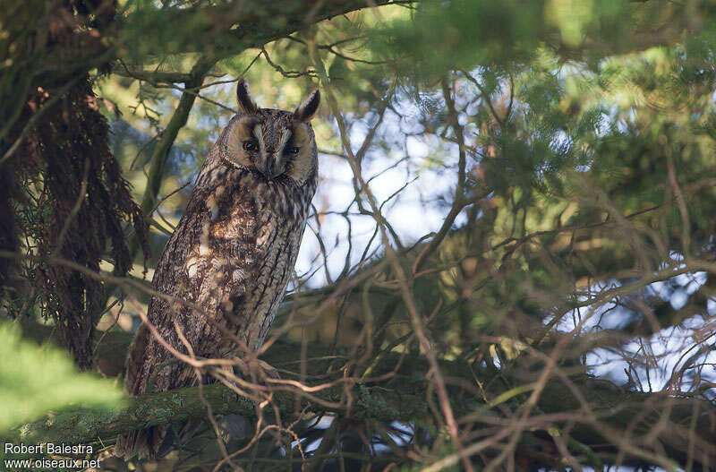 Long-eared Owladult, identification