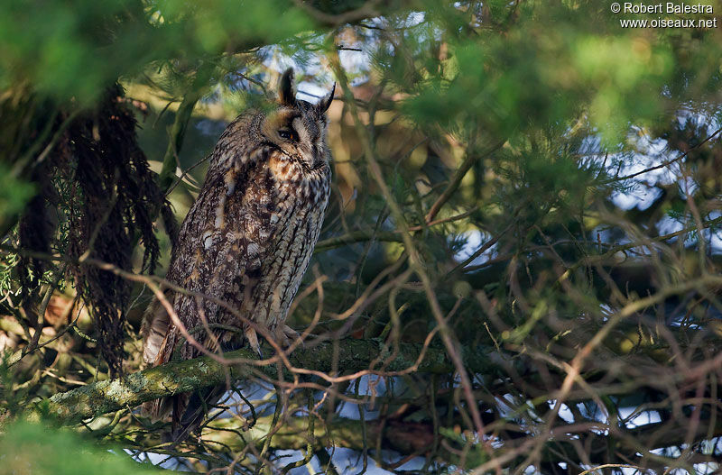 Long-eared Owl