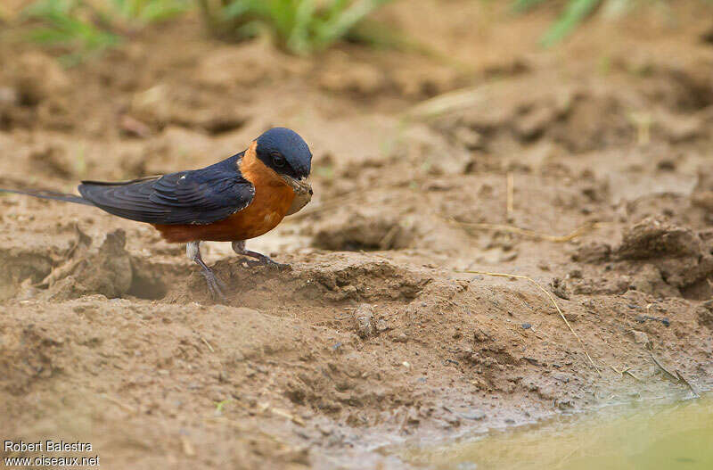Hirondelle à ventre rouxadulte, Nidification