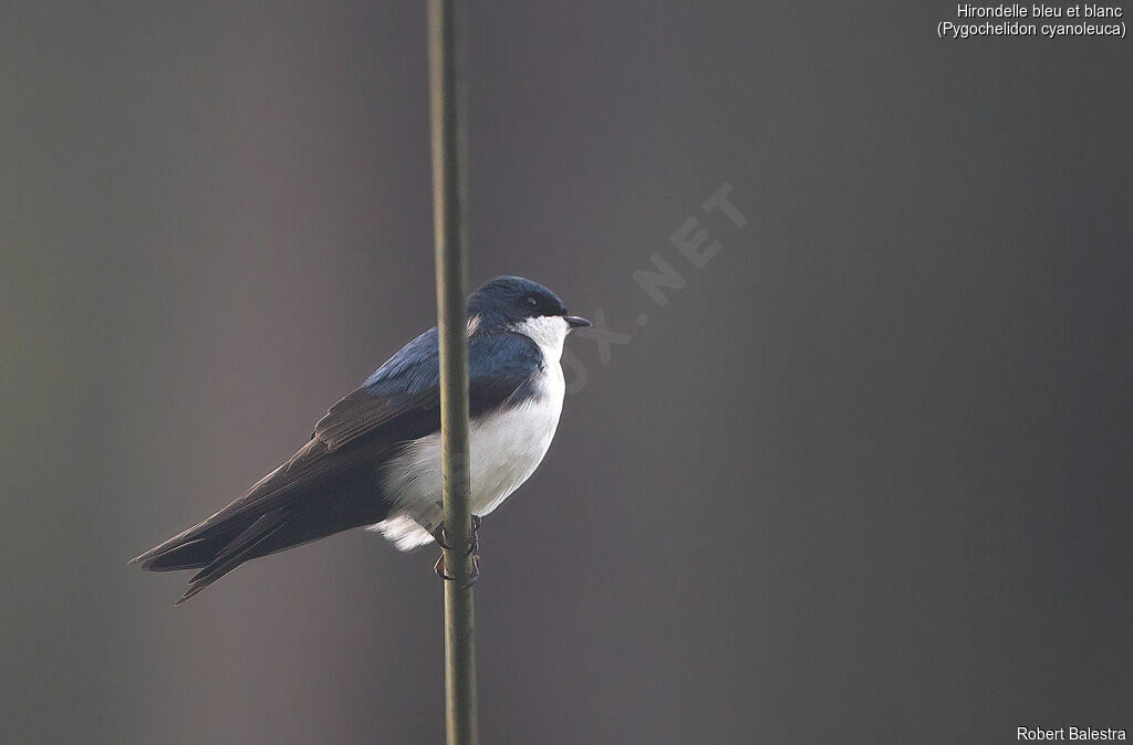 Blue-and-white Swallow