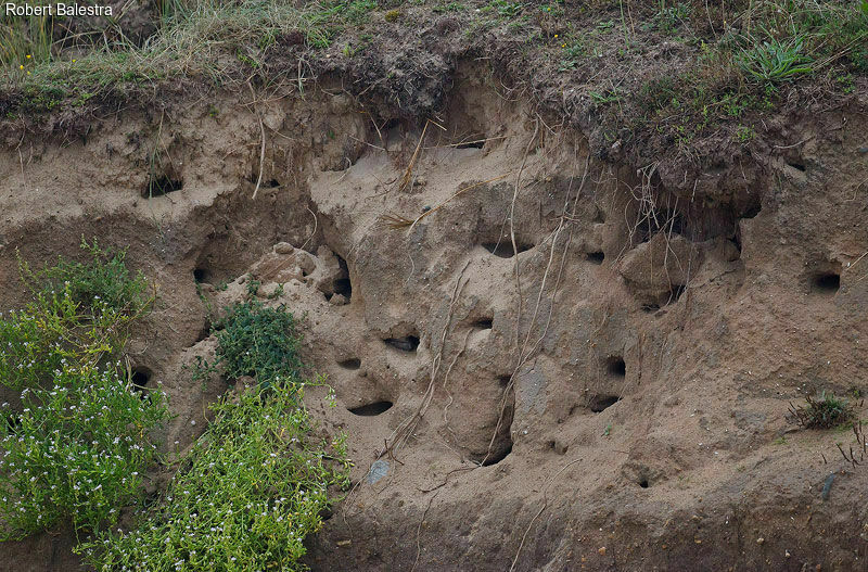 Sand Martin