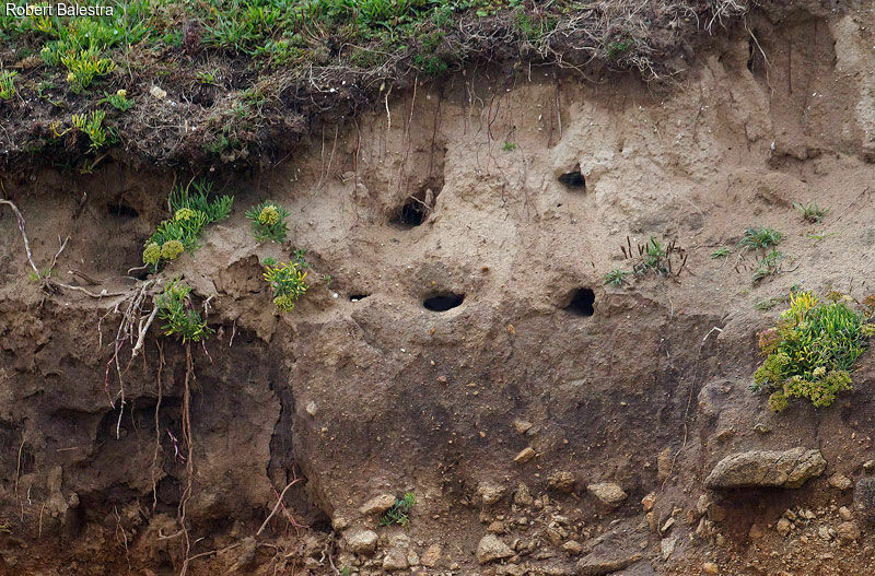 Sand Martin