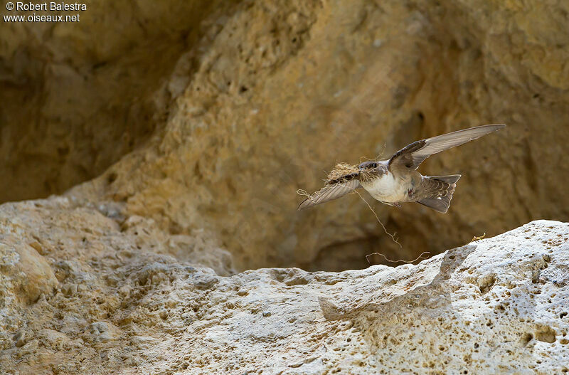 Eurasian Crag Martin