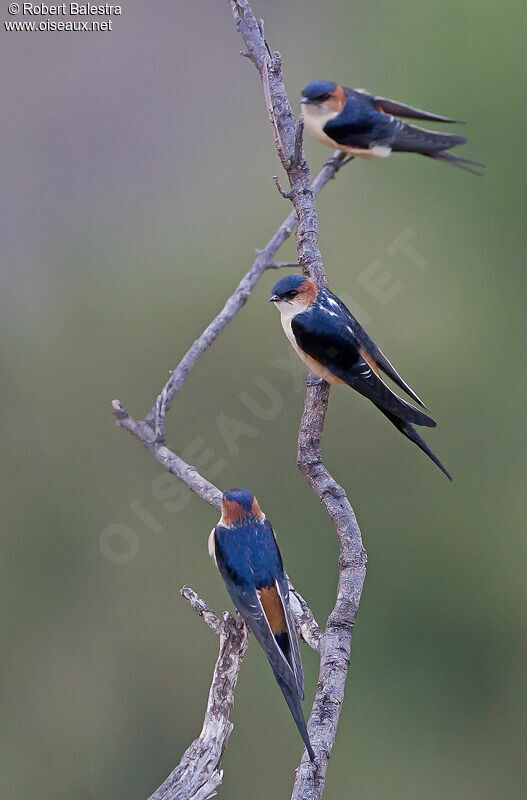 European Red-rumped Swallow