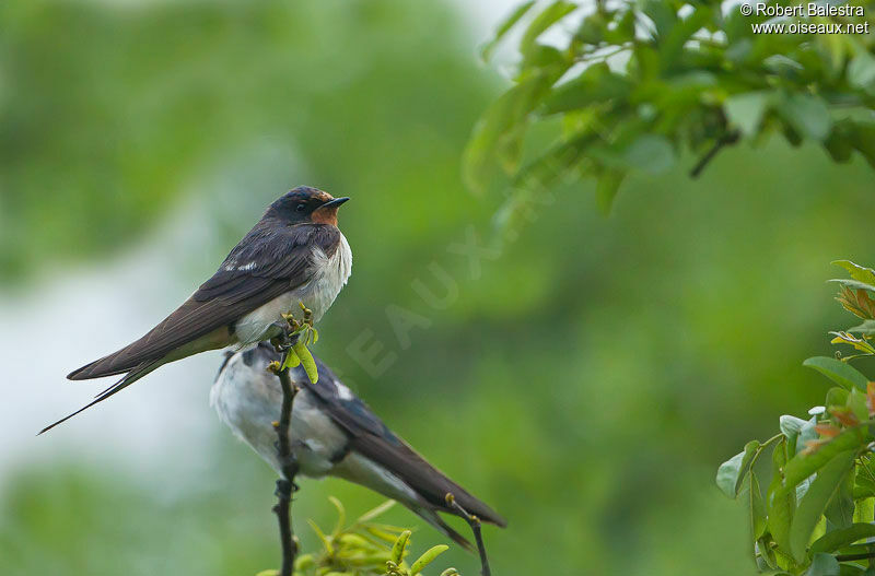 Barn Swallow