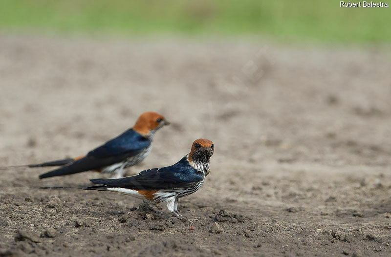 Lesser Striped Swallow