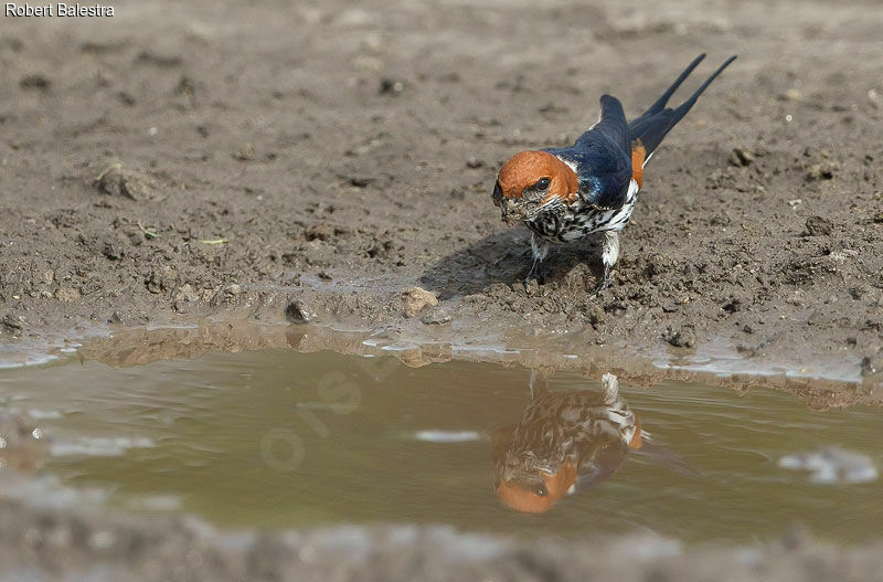 Lesser Striped Swallow