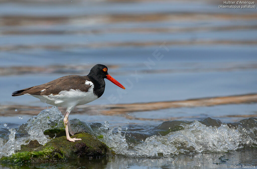 American Oystercatcher