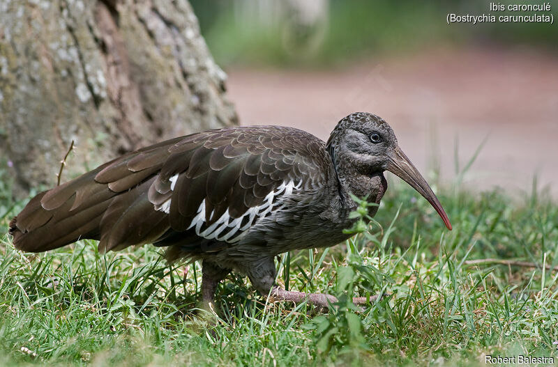 Wattled Ibis