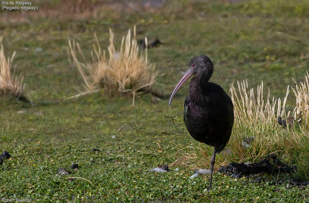 Puna Ibis