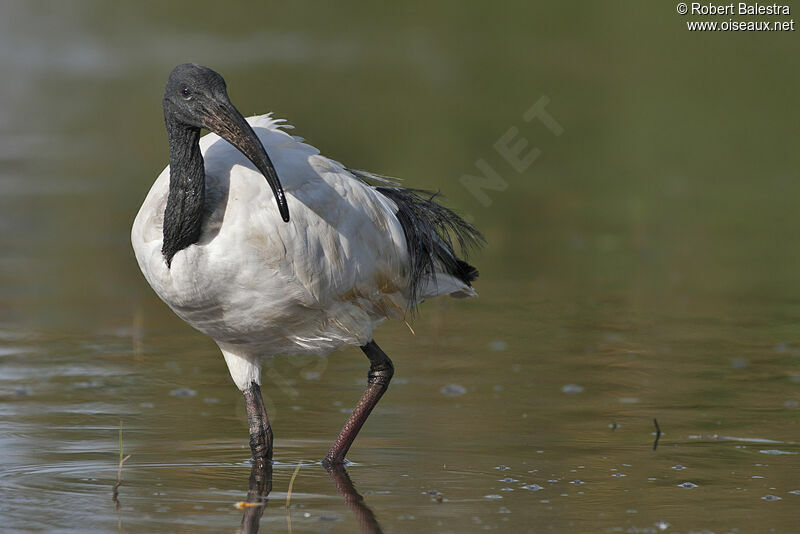African Sacred Ibis