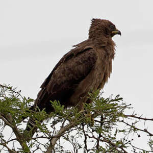 Aigle de Wahlberg