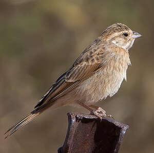 Bruant des rochers