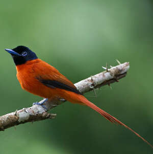 Tchitrec à ventre roux