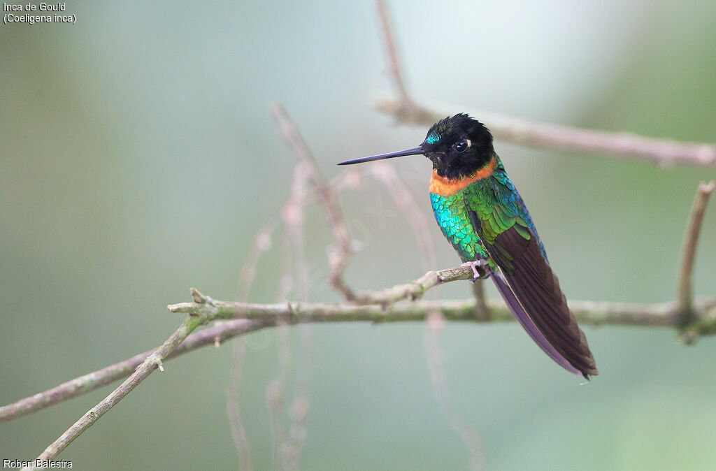 Gould's Inca
