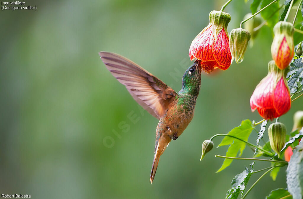 Violet-throated Starfrontlet