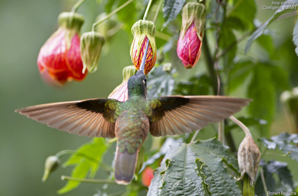 Violet-throated Starfrontlet
