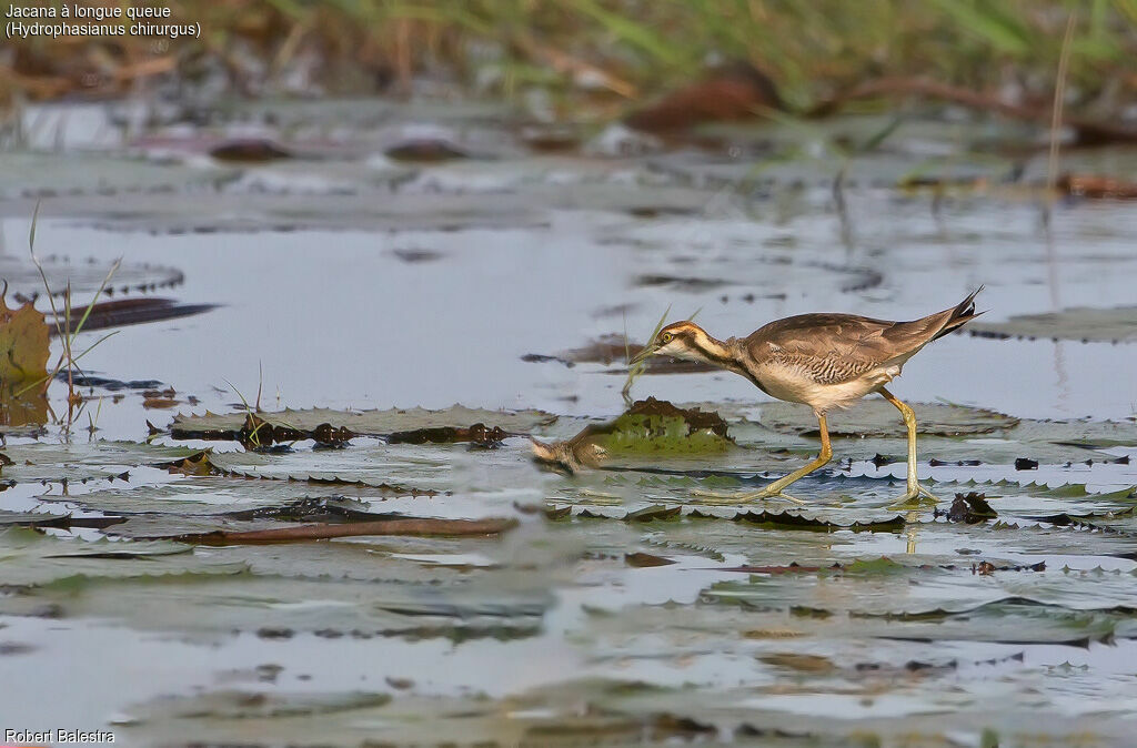 Jacana à longue queue