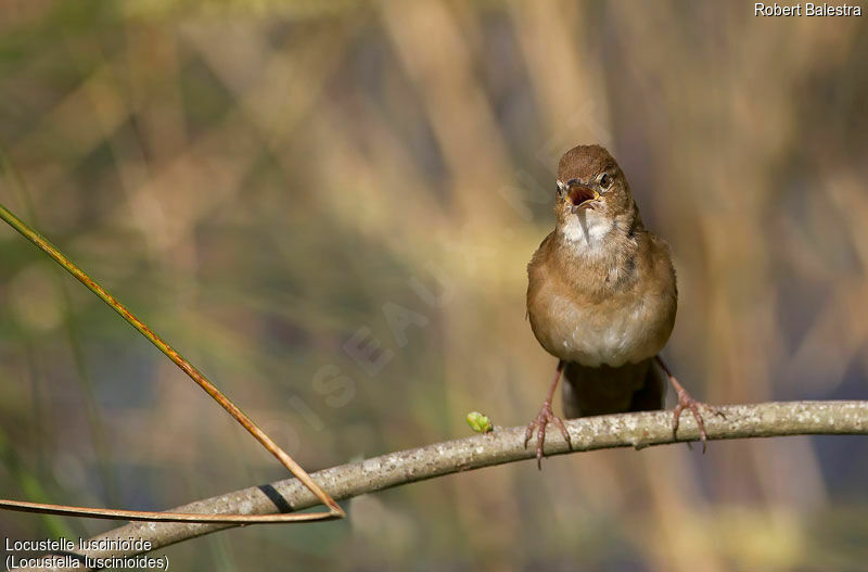 Savi's Warbler