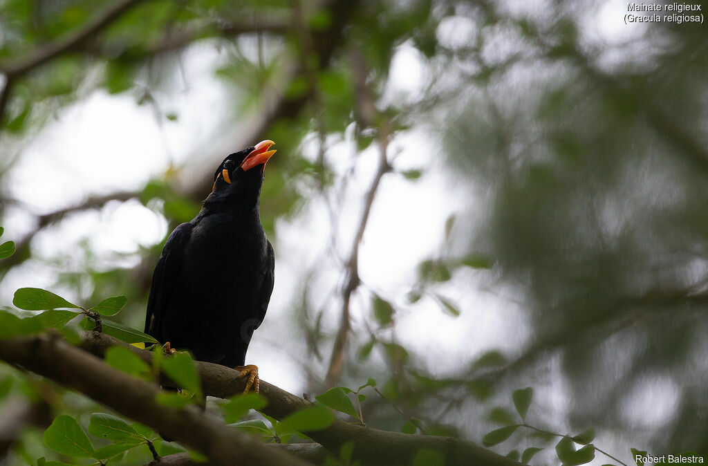 Common Hill Myna